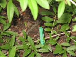 Madarak és fák napja 2016.