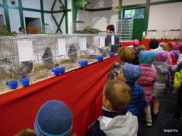 Kisállat kiállításon