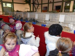 Kisállat kiállításon