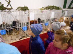 Kisállat kiállításon