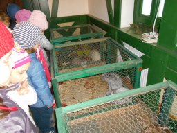 Kisállat kiállításon