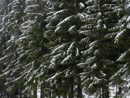 Biharfüredi szánkótúra a BEG Barangolókkal