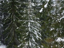 Biharfüredi szánkótúra a BEG Barangolókkal