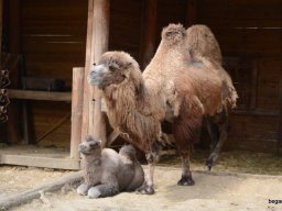 A Nyíregyházi Vadasparkban járt az 1.b osztály