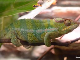 A Nyíregyházi Vadasparkban járt az 1.b osztály