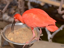 A Nyíregyházi Vadasparkban járt az 1.b osztály