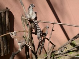 A Nyíregyházi Vadasparkban járt az 1.b osztály