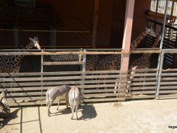 A Nyíregyházi Vadasparkban járt az 1.b osztály