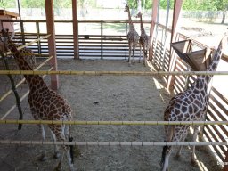 A Nyíregyházi Vadasparkban járt az 1.b osztály