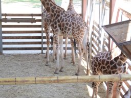 A Nyíregyházi Vadasparkban járt az 1.b osztály