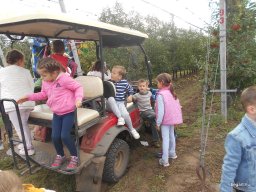 Almaszedés Csorváson