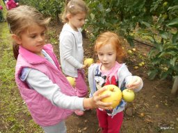 Almaszedés Csorváson