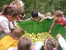 Almaszedés Csorváson