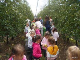 Almaszedés Csorváson