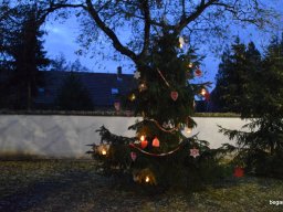 December a Zengőerdőben