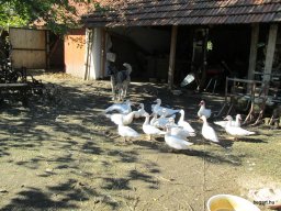 Állatok világnapja