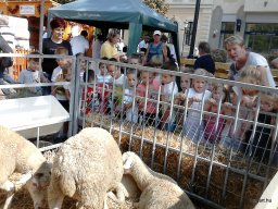 KÖZFOGLALKOZTATOTTAK NAPJÁN