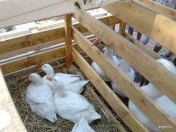 KÖZFOGLALKOZTATOTTAK NAPJÁN