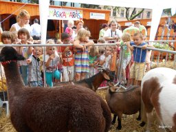 A  közfoglalkoztatottak napján 