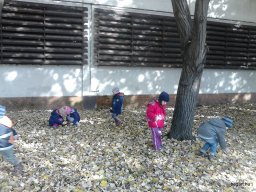 A Csodavár csoportos gyerekek őszi leveleket gyűjtöttek egy szép, napsütéses októberi napon